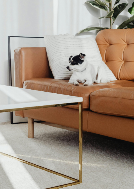 Amenities: Pet Policy